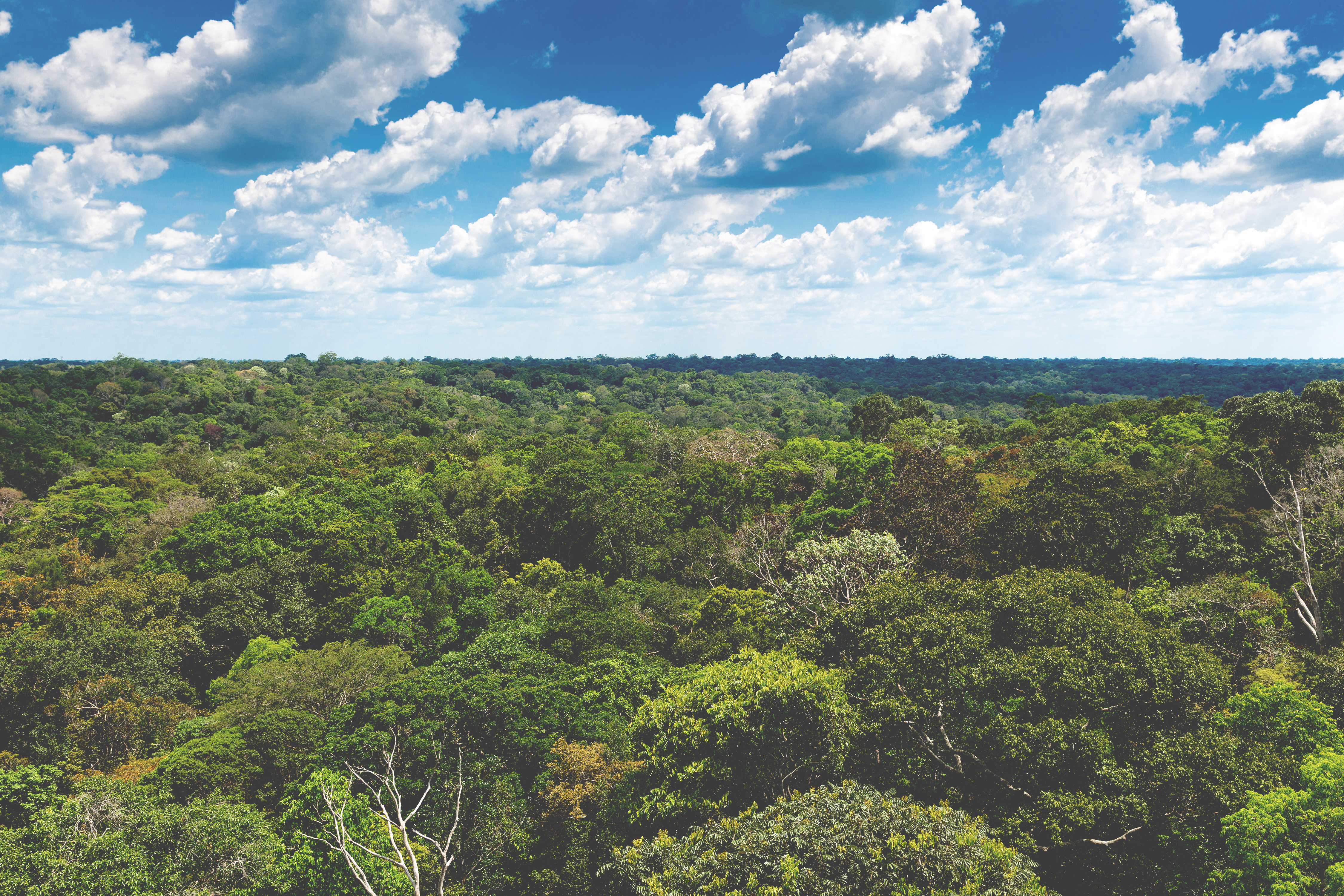 Besafe have helped plant 500 trees in the Amazon Rainforest