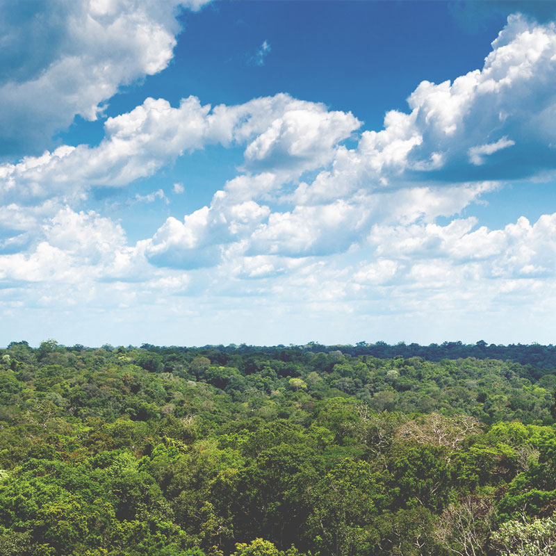 Besafe have helped plant 500 trees in the Amazon Rainforest