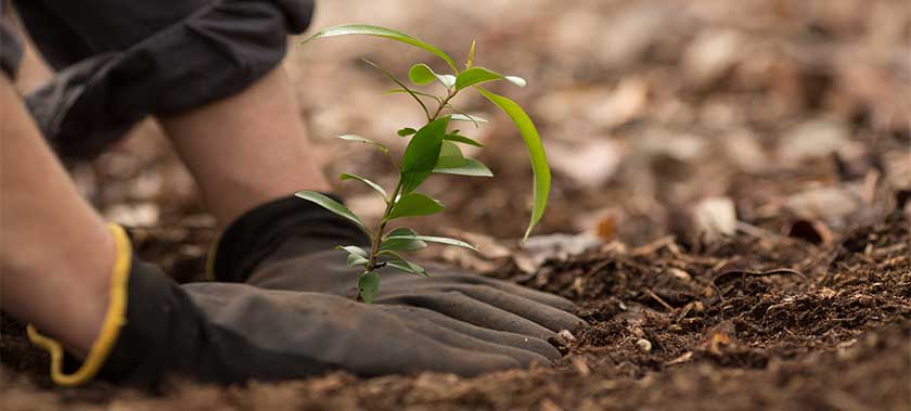 hands of a volunteer planting a seedling baby tree in soil