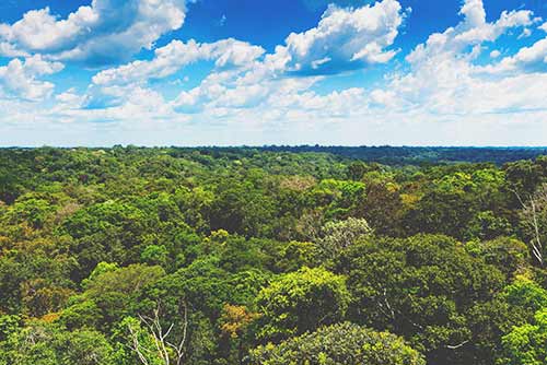 the amazon rain forest in Brazil 